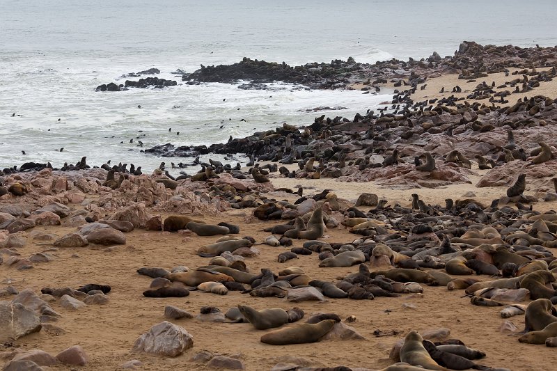 Cape Fur Seal Colony, Cape Cross, Namibia | Cape Cross - Namibia (IMG_3868.jpg)