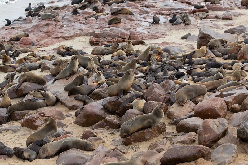 Cape Fur Seals Colony, Cape Cross, Namibia | Cape Cross - Namibia (IMG_3870.jpg)