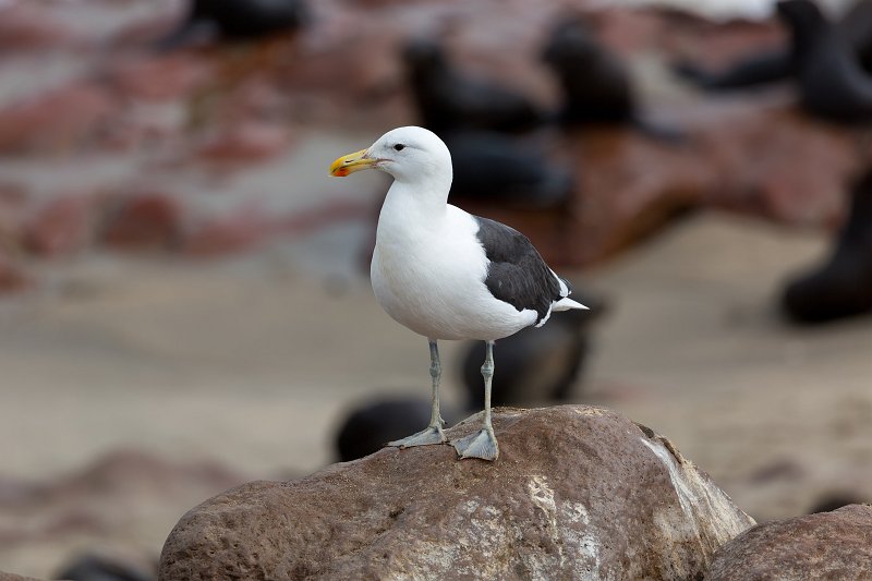 Cape Gull (Larus Dominicanus Vetula) on a Rock, Cape Cross, Namibia | Cape Cross - Namibia (IMG_3876.jpg)