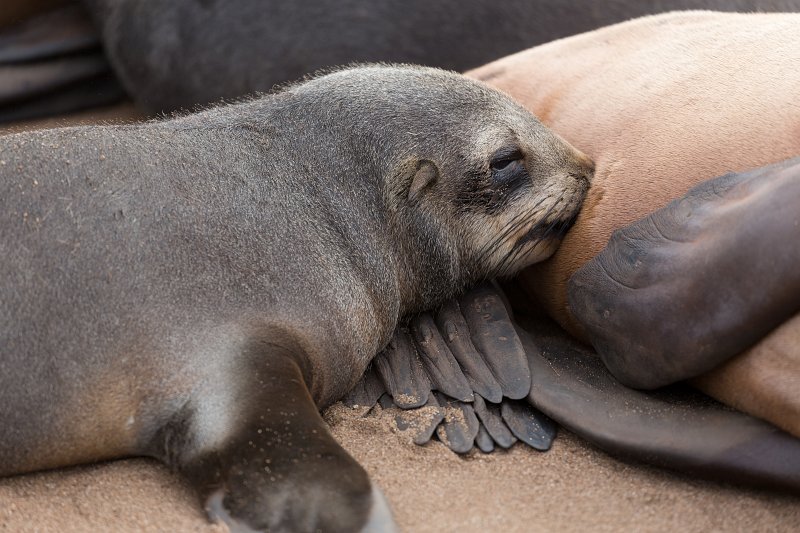 Baby Cape Fur Seal Suckling, Cape Cross, Namibia | Cape Cross - Namibia (IMG_3925.jpg)