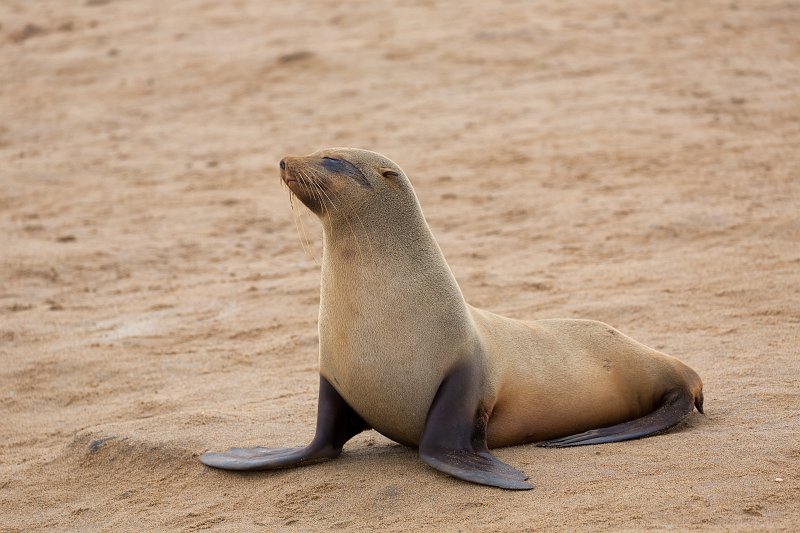 Cape Fur Seal (Arctocephalus Pusillus Pusillus), Cape Cross, Namibia | Cape Cross - Namibia (IMG_3956.jpg)