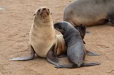 Mother and Pup Cape Fur Seals, Cape Cross, Namibia