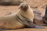 Cape Fur Seal (Arctocephalus Pusillus Pusillus), Cape Cross, Namibia