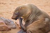 Cape Fur Seal Cleaning Herself, Cape Cross, Namibia
