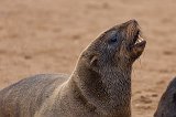 Cape Fur Seal Showing Teeth, Cape Cross, Namibia