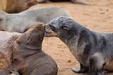 Cape Fur Seal Pups at Play, Cape Cross, Namibia