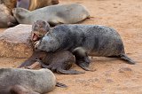 Young Cape Fur Seals at Play, Cape Cross, Namibia