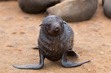 Cape Fur Seal Pup Looking for Mother, Cape Cross, Namibia