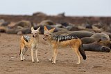 Black-Backed Jackals (Canis Mesomelas), Cape Cross, Namibia