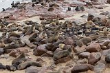 Cape Fur Seals Colony, Cape Cross, Namibia