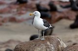 Cape Gull (Larus Dominicanus Vetula) on a Rock, Cape Cross, Namibia