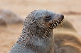 Portrait of Cape Fur Seal, Cape Cross, Namibia