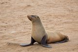 Cape Fur Seal (Arctocephalus Pusillus Pusillus), Cape Cross, Namibia