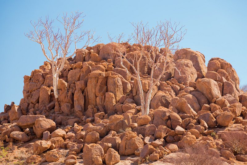 Moringa Ovalifolia Trees Growing in Between Rocks | Damaraland and Kaokoland - Namibia (IMG_4068.jpg)