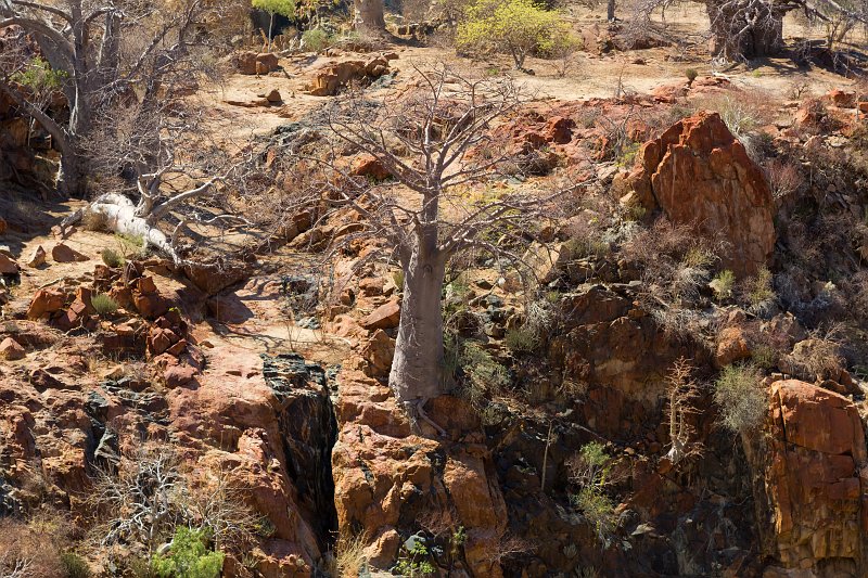 Baobab Tree, Epupa Falls, Namibia | Damaraland and Kaokoland - Namibia (IMG_4198.jpg)