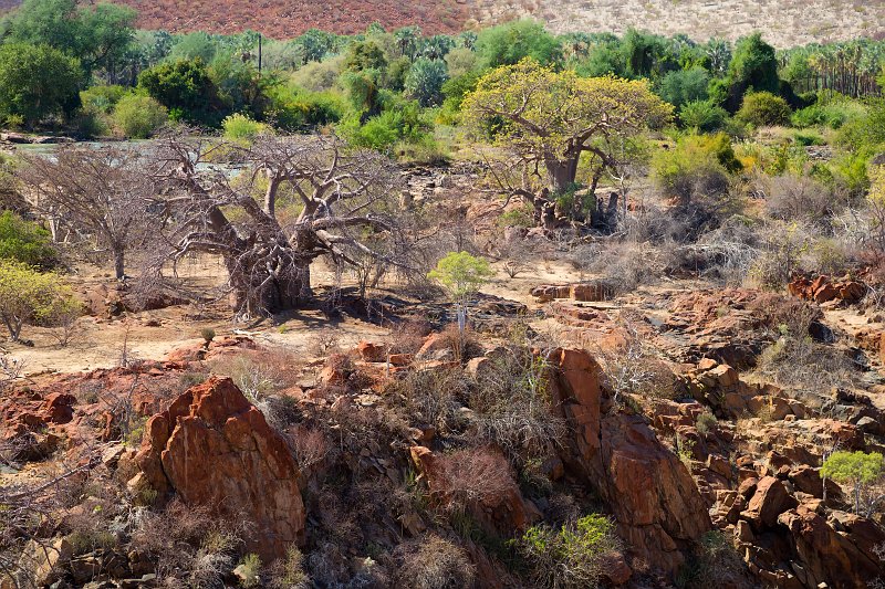 Baobab Trees, Epupa Falls, Namibia | Damaraland and Kaokoland - Namibia (IMG_4199.jpg)