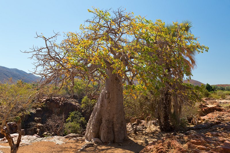 Baobab Tree, Epupa Falls, Namibia | Damaraland and Kaokoland - Namibia (IMG_4205_06.jpg)