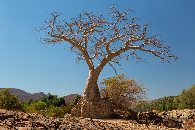 Baobab Tree, Epupa Falls, Namibia | Damaraland and Kaokoland - Namibia (IMG_4209_10.jpg)
