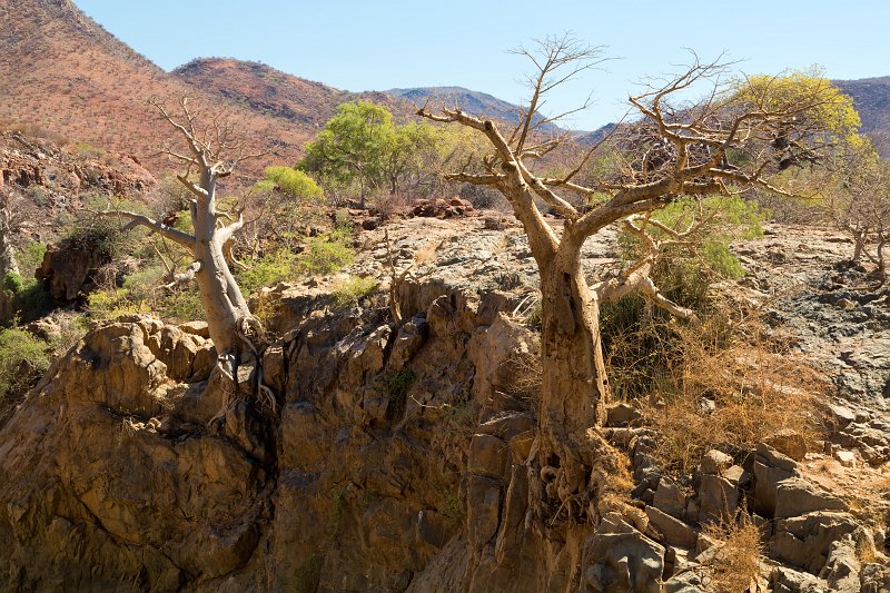 Baobab Trees, Epupa Falls, Namibia | Damaraland and Kaokoland - Namibia (IMG_4218.jpg)