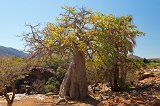 Baobab Tree, Epupa Falls, Namibia