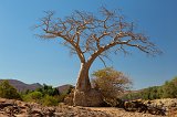 Baobab Tree, Epupa Falls, Namibia
