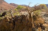 Baobab Trees, Epupa Falls, Namibia