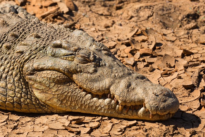 Close-Up on Nile Crocodile, Erindi Private Game Reserve, Namibia | Erindi Private Game Reserve - Omaruru, Namibia (IMG_5895_2.jpg)