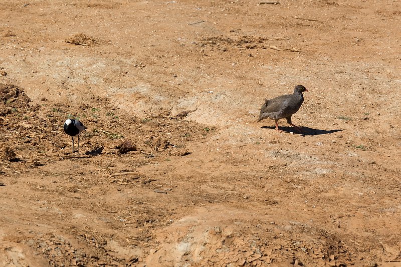 Blacksmith Lapwing (Vanellus Armatus) and Red-Billed Spurfowl (Pternistis Adspersus) | Erindi Private Game Reserve - Omaruru, Namibia (IMG_5903.jpg)