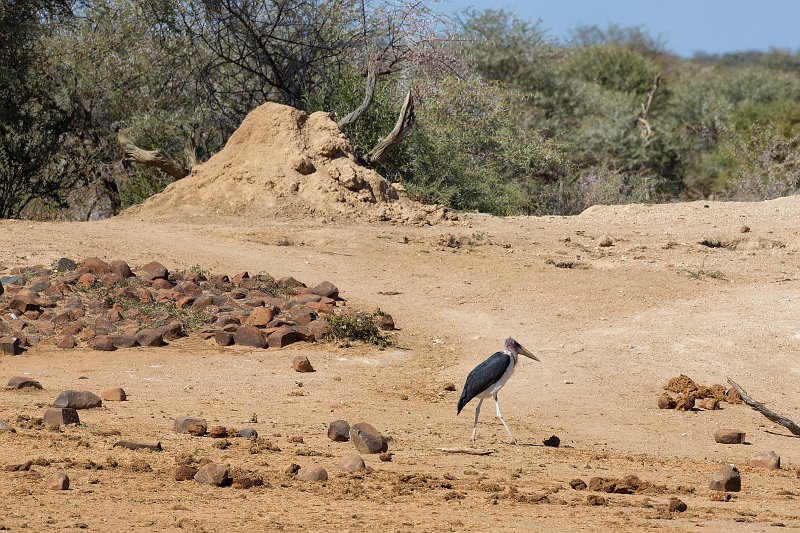 Marabou Stork (Leptoptilos Crumenifer), Erindi Private Game Reserve, Namibia | Erindi Private Game Reserve - Omaruru, Namibia (IMG_5909.jpg)