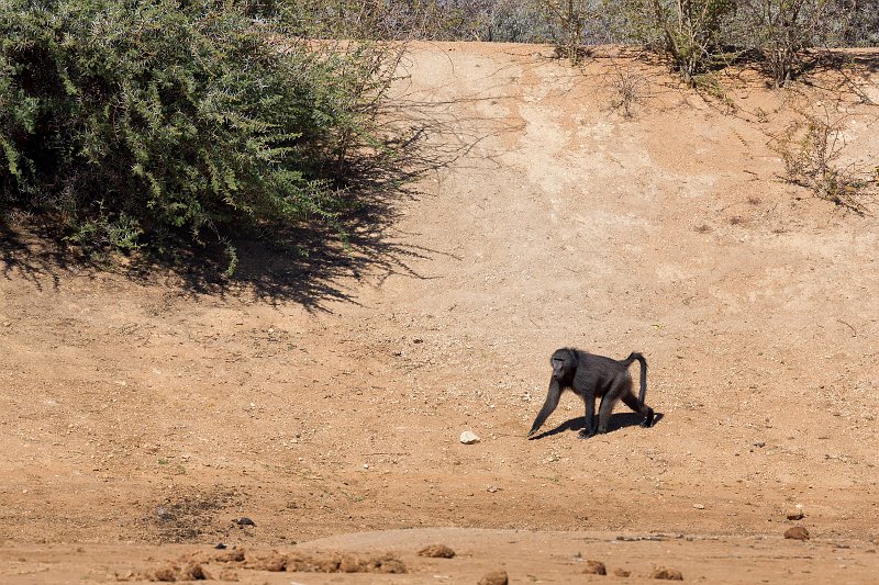 Chacma Baboon (Papio Ursinus), Erindi Private Game Reserve, Omaruru, Namibia | Erindi Private Game Reserve - Omaruru, Namibia (IMG_5912.jpg)