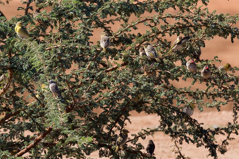 Birds on Tree, Erindi Private Game Reserve, Namibia | Erindi Private Game Reserve - Omaruru, Namibia (IMG_5951.jpg)