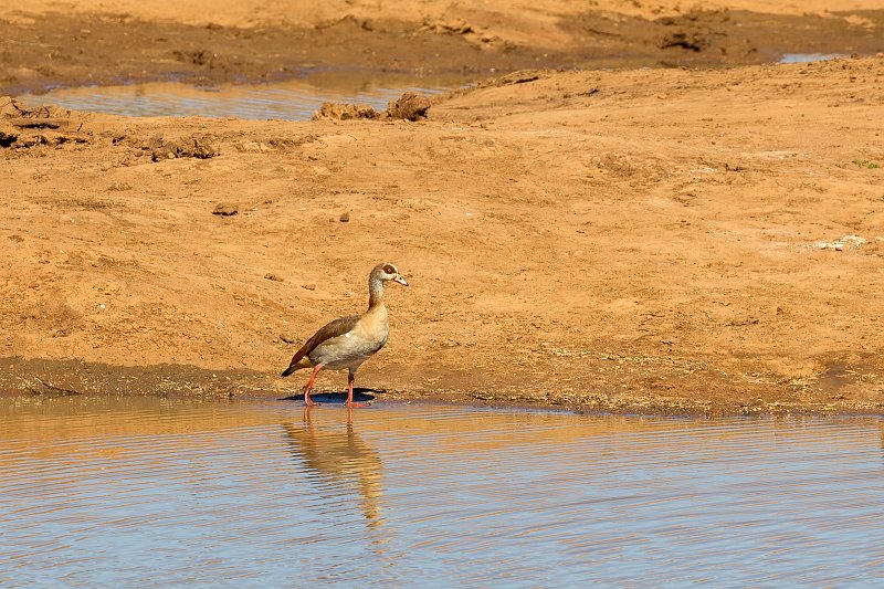 Egyptian Goose (Alopochen Aegyptiaca), Erindi Private Game Reserve, Namibia | Erindi Private Game Reserve - Omaruru, Namibia (IMG_5965.jpg)