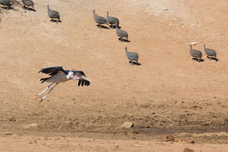 Marabou Stork Prepares for Landing, Erindi Private Game Reserve, Namibia | Erindi Private Game Reserve - Omaruru, Namibia (IMG_5969.jpg)