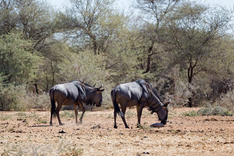 Blue Wildebeest (Connochaetes Taurinus), Erindi Private Game Reserve, Namibia | Erindi Private Game Reserve - Omaruru, Namibia (IMG_5976.jpg)