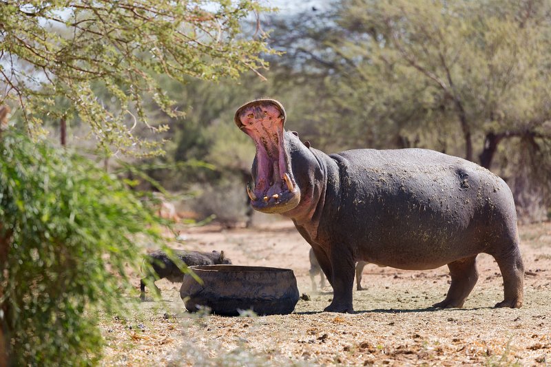 Hippo's Mouth Wide Open | Erindi Private Game Reserve - Omaruru, Namibia (IMG_5988.jpg)