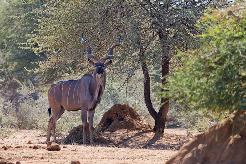 Greater Kudu (Tragelaphus strepsiceros), Erindi Private Game Reserve, Namibia | Erindi Private Game Reserve - Omaruru, Namibia (IMG_6024.jpg)