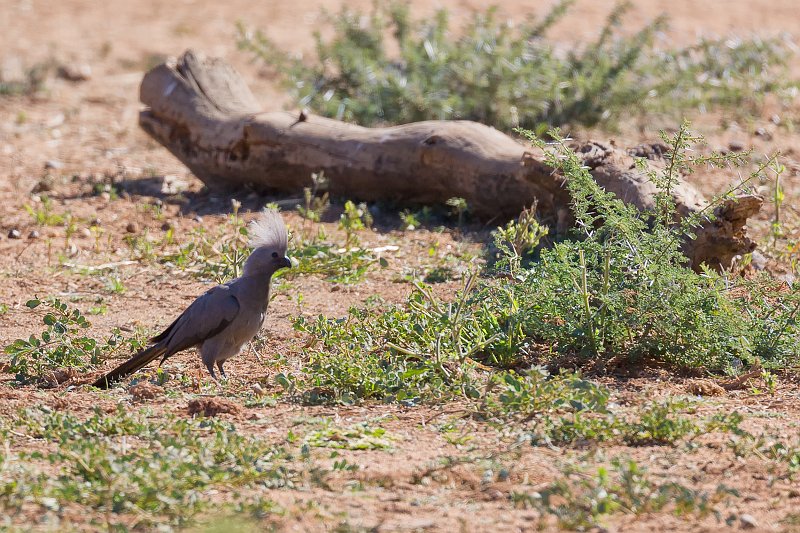Grey Lourie (Corythaixoides Concolor) | Erindi Private Game Reserve - Omaruru, Namibia (IMG_6041.jpg)