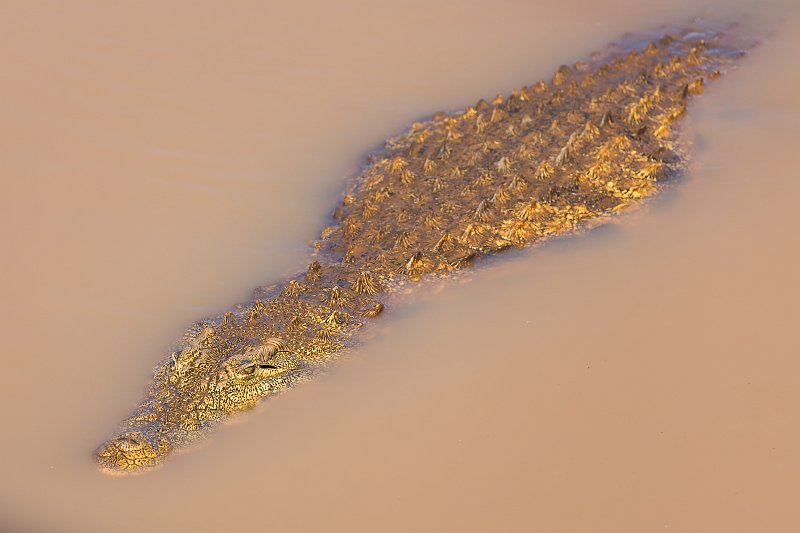 Nile Crocodile (Crocodylus Niloticus), Erindi Private Game Reserve, Omaruru, Namibia | Erindi Private Game Reserve - Omaruru, Namibia (IMG_6048.jpg)