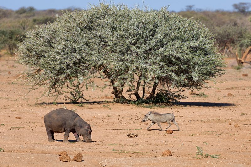 Young Hippopotamus and Southern Warthog, Erindi Private Game Reserve, Namibia | Erindi Private Game Reserve - Omaruru, Namibia (IMG_6059.jpg)
