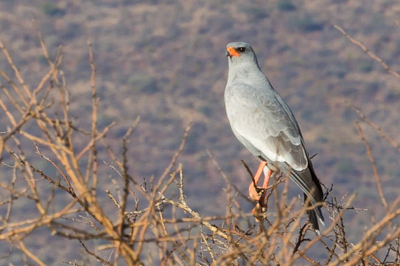 Pale Chanting Goshawk (Melierax Canorus) | Erindi Private Game Reserve - Omaruru, Namibia (IMG_6076.jpg)