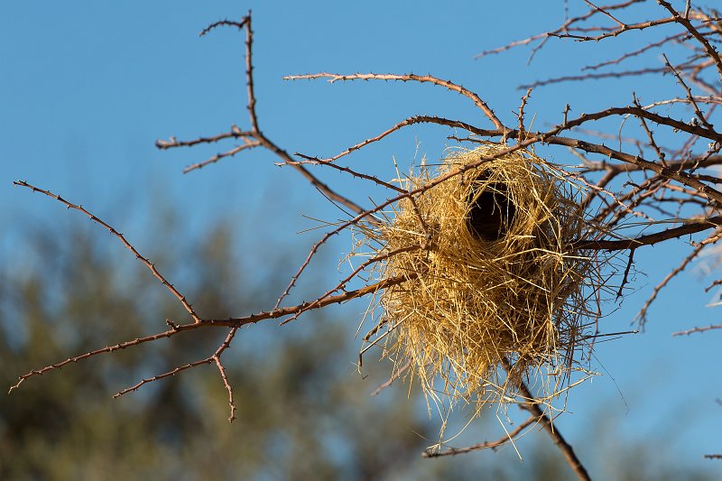Nest of a Weaver Bird | Erindi Private Game Reserve - Omaruru, Namibia (IMG_6084.jpg)