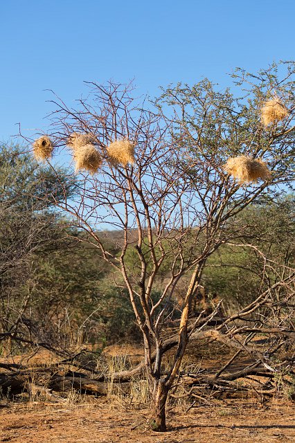 Weaver Nests on a Tree, Erindi Private Game Reserve, Namibia | Erindi Private Game Reserve - Omaruru, Namibia (IMG_6086.jpg)