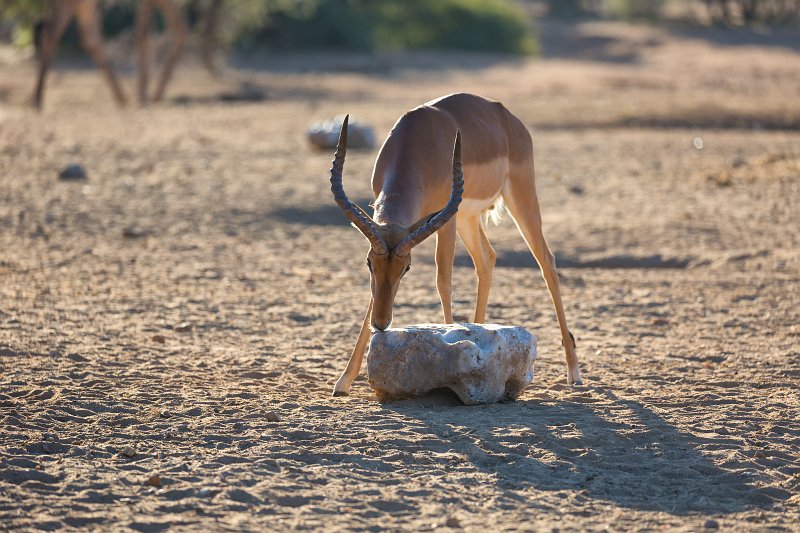 Impala (Aepyceros Melampus) Licking Salt | Erindi Private Game Reserve - Omaruru, Namibia (IMG_6121.jpg)
