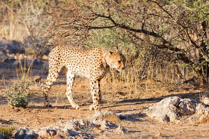 Southeast African Cheetah (Acinonyx Jubatus Jubatus) | Erindi Private Game Reserve - Omaruru, Namibia (IMG_6141.jpg)