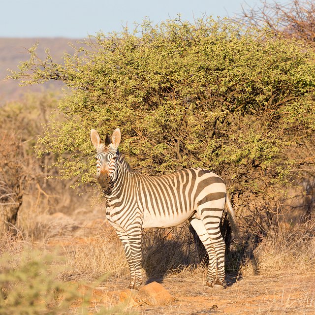 Hartmann's Mountain Zebra, Erindi Private Game Reserve, Namibia | Erindi Private Game Reserve - Omaruru, Namibia (IMG_6168.jpg)