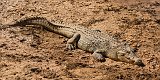 Nile Crocodile (Crocodylus Niloticus), Erindi Private Game Reserve, Namibia