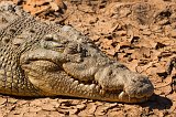 Close-Up on Nile Crocodile, Erindi Private Game Reserve, Namibia