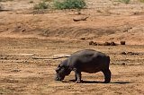 Hippopotamus (Hippopotamus Amphibius), Erindi Private Game Reserve, Namibia