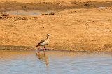 Egyptian Goose (Alopochen Aegyptiaca), Erindi Private Game Reserve, Namibia