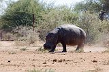 Hippopotamus, Erindi Private Game Reserve, Namibia